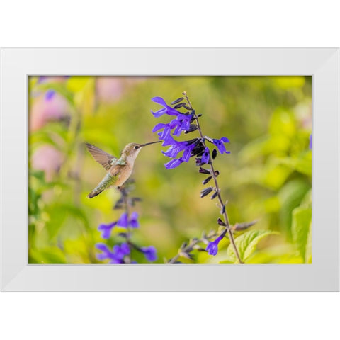 Ruby-throated hummingbird at black and blue salvia White Modern Wood Framed Art Print by Day, Richard and Susan
