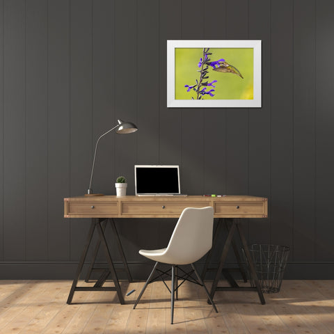 Ruby-throated hummingbird at black and blue salvia White Modern Wood Framed Art Print by Day, Richard and Susan