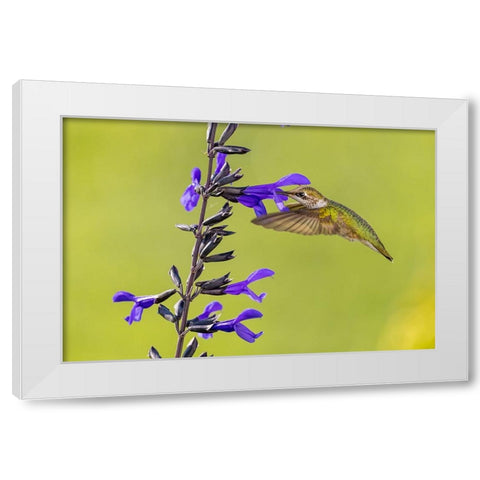 Ruby-throated hummingbird at black and blue salvia White Modern Wood Framed Art Print by Day, Richard and Susan