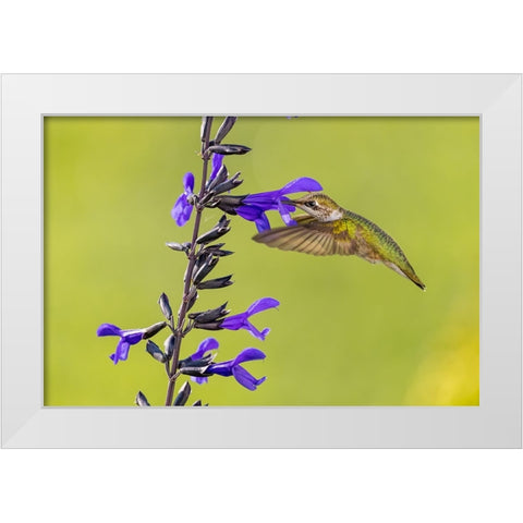 Ruby-throated hummingbird at black and blue salvia White Modern Wood Framed Art Print by Day, Richard and Susan