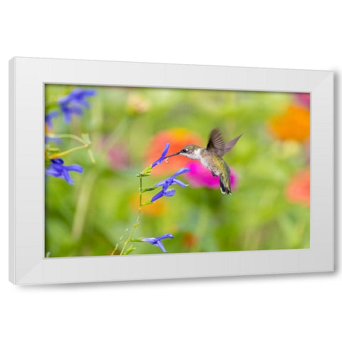 Ruby-throated hummingbird at blue ensign salvia White Modern Wood Framed Art Print by Day, Richard and Susan