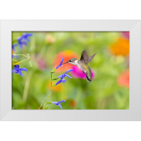 Ruby-throated hummingbird at blue ensign salvia White Modern Wood Framed Art Print by Day, Richard and Susan