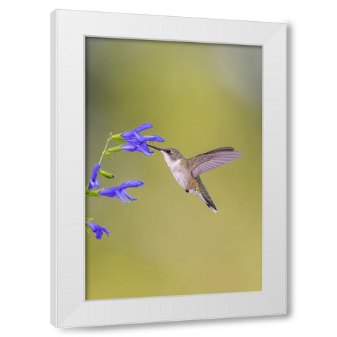 Ruby-throated hummingbird at blue ensign salvia White Modern Wood Framed Art Print by Day, Richard and Susan