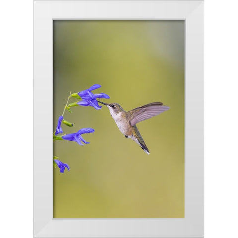 Ruby-throated hummingbird at blue ensign salvia White Modern Wood Framed Art Print by Day, Richard and Susan