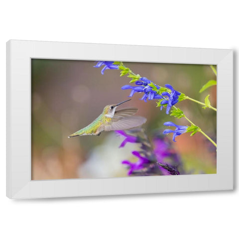 Ruby-throated hummingbird at blue ensign salvia White Modern Wood Framed Art Print by Day, Richard and Susan