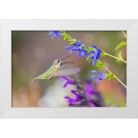 Ruby-throated hummingbird at blue ensign salvia White Modern Wood Framed Art Print by Day, Richard and Susan