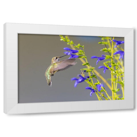Ruby-throated hummingbird at blue ensign salvia White Modern Wood Framed Art Print by Day, Richard and Susan