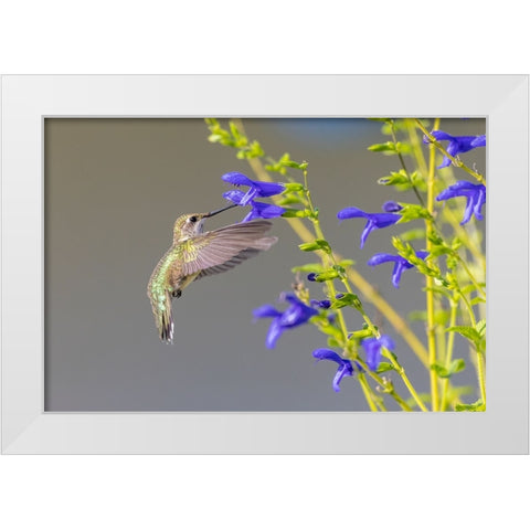 Ruby-throated hummingbird at blue ensign salvia White Modern Wood Framed Art Print by Day, Richard and Susan