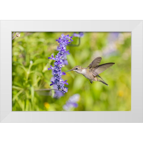 Ruby-throated hummingbird at Victoria blue salvia White Modern Wood Framed Art Print by Day, Richard and Susan