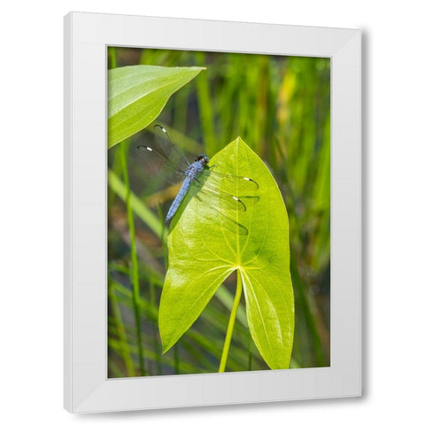 Spangled Skimmer male on Arrowhead plant White Modern Wood Framed Art Print by Day, Richard and Susan