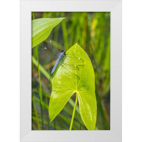 Spangled Skimmer male on Arrowhead plant White Modern Wood Framed Art Print by Day, Richard and Susan