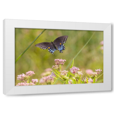 Spicebush swallowtail flying to swamp milkweed White Modern Wood Framed Art Print by Day, Richard and Susan
