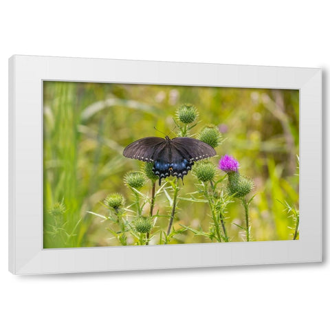 Spicebush swallowtail on Bull thistle White Modern Wood Framed Art Print by Day, Richard and Susan