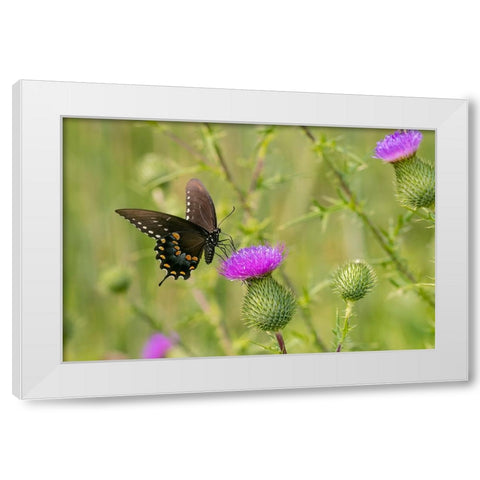 Spicebush swallowtail on Bull thistle White Modern Wood Framed Art Print by Day, Richard and Susan