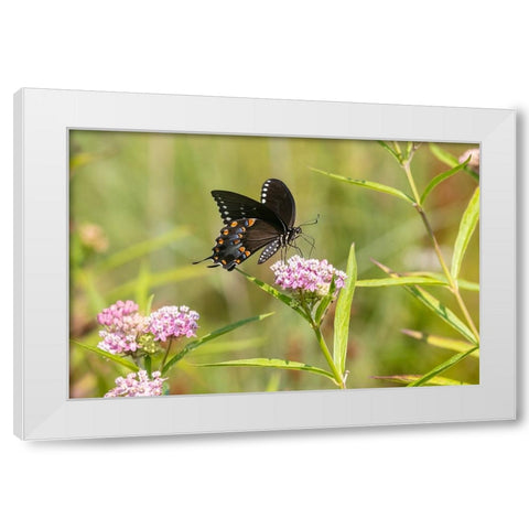 Spicebush swallowtail on swamp milkweed White Modern Wood Framed Art Print by Day, Richard and Susan
