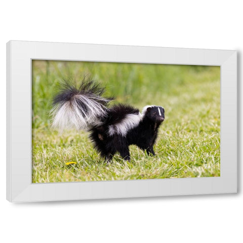 Striped skunk digging for food White Modern Wood Framed Art Print by Day, Richard and Susan