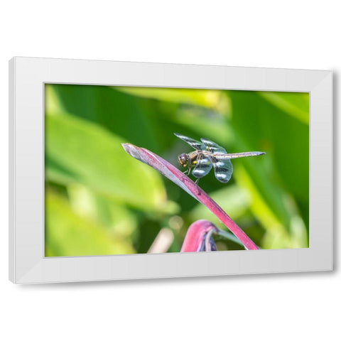 Twelve-spotted Skimmer male on Water Canna White Modern Wood Framed Art Print by Day, Richard and Susan