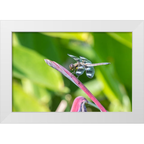 Twelve-spotted Skimmer male on Water Canna White Modern Wood Framed Art Print by Day, Richard and Susan