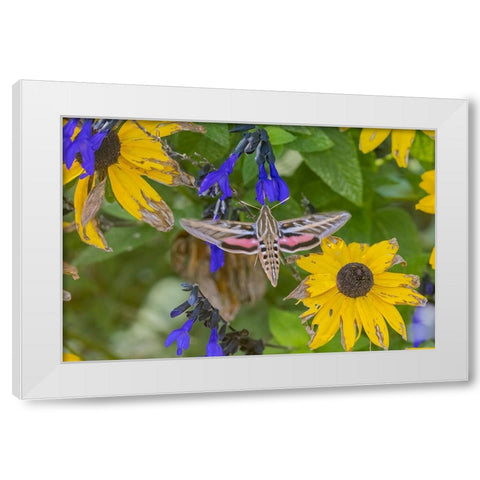 White-lined Sphinx on salvia White Modern Wood Framed Art Print by Day, Richard and Susan