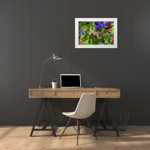 White-lined Sphinx on salvia White Modern Wood Framed Art Print by Day, Richard and Susan