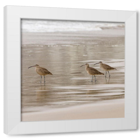 USA CA Pismo Beach Whimbrels White Modern Wood Framed Art Print by Drury, Trish