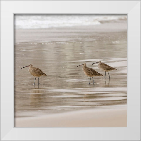 USA CA Pismo Beach Whimbrels White Modern Wood Framed Art Print by Drury, Trish