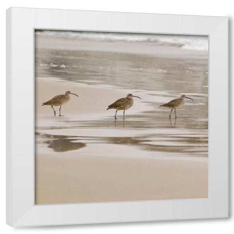 USA CA Pismo Beach Whimbrels White Modern Wood Framed Art Print by Drury, Trish