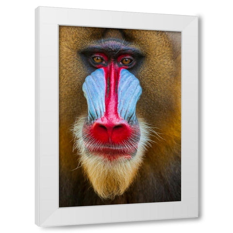 Close-up of the face of a mandrill (Mandrillus sphinx). Captive. White Modern Wood Framed Art Print by Haseltine, Tom