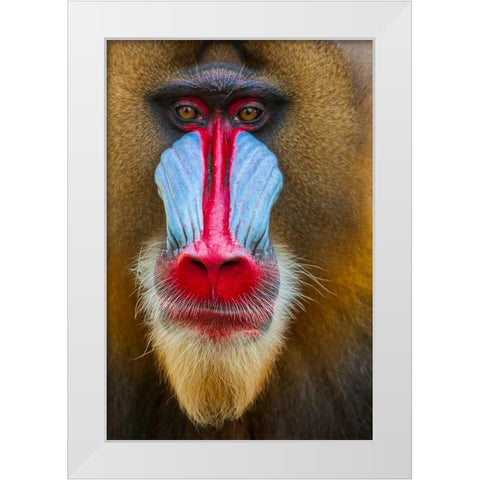 Close-up of the face of a mandrill (Mandrillus sphinx). Captive. White Modern Wood Framed Art Print by Haseltine, Tom