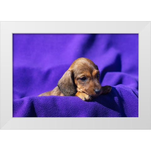 Doxen Puppy White Modern Wood Framed Art Print by Beraldo, Zandina Muench