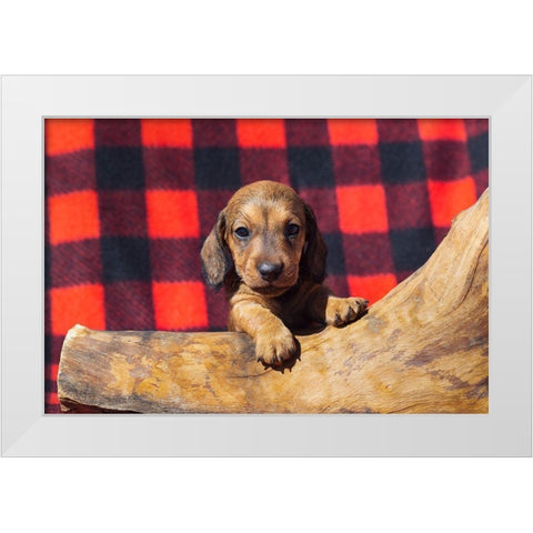 Doxen Puppy White Modern Wood Framed Art Print by Beraldo, Zandina Muench