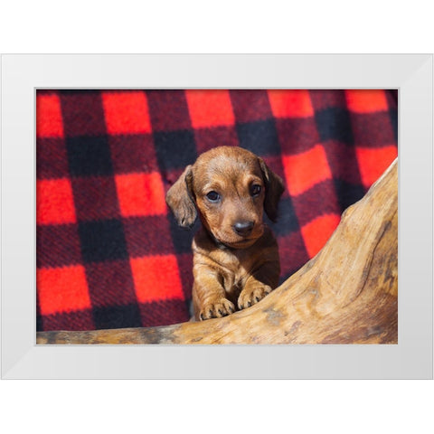 Doxen Puppy White Modern Wood Framed Art Print by Beraldo, Zandina Muench