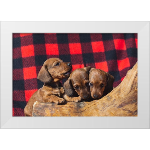 Doxen Puppies White Modern Wood Framed Art Print by Beraldo, Zandina Muench