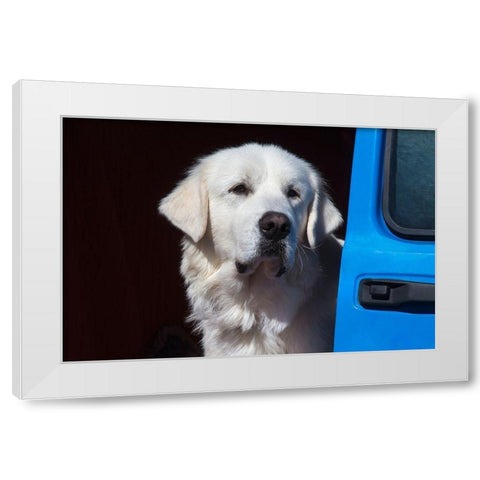 Great Pyrenees portrait White Modern Wood Framed Art Print by Beraldo, Zandina Muench