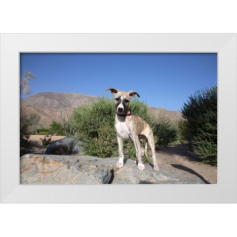Whippet Puppy, White Modern Wood Framed Art Print by Beraldo, Zandina Muench