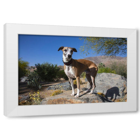 Whippet White Modern Wood Framed Art Print by Beraldo, Zandina Muench