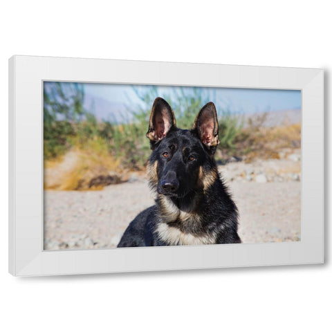 German Shepherd in the Coachella Valley-California White Modern Wood Framed Art Print by Muench, Zandria