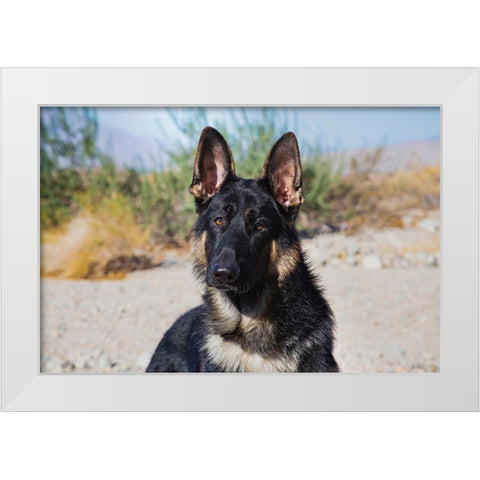 German Shepherd in the Coachella Valley-California White Modern Wood Framed Art Print by Muench, Zandria