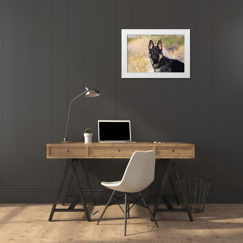 German Shepherd in the Coachella Valley-California White Modern Wood Framed Art Print by Muench, Zandria