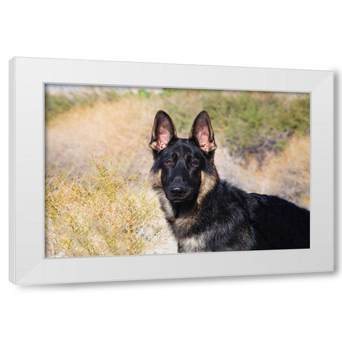 German Shepherd in the Coachella Valley-California White Modern Wood Framed Art Print by Muench, Zandria