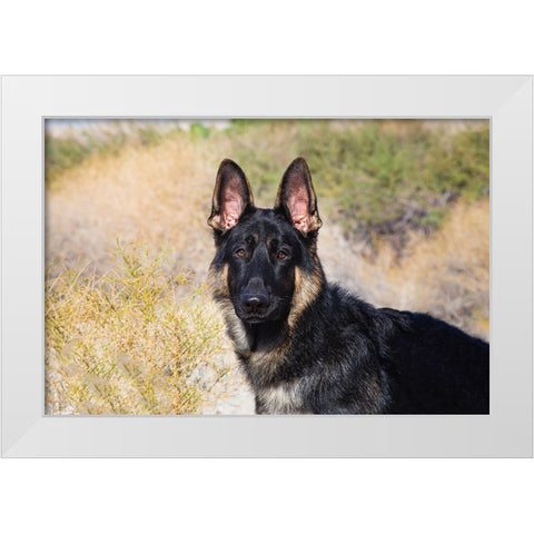 German Shepherd in the Coachella Valley-California White Modern Wood Framed Art Print by Muench, Zandria