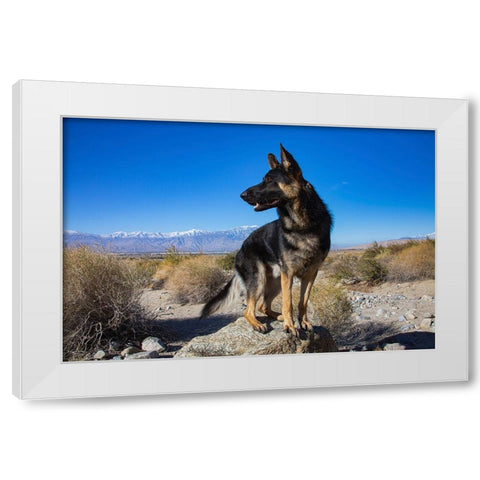 German Shepherd in the Coachella Valley-California White Modern Wood Framed Art Print by Muench, Zandria