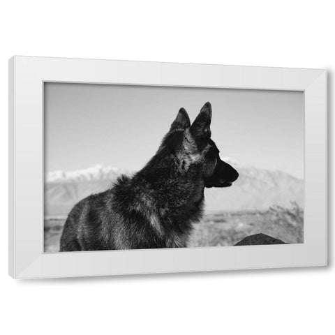 German Shepherd in the Coachella Valley-California White Modern Wood Framed Art Print by Muench, Zandria