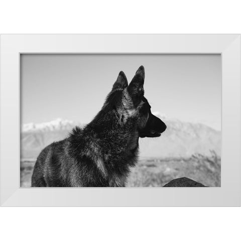 German Shepherd in the Coachella Valley-California White Modern Wood Framed Art Print by Muench, Zandria