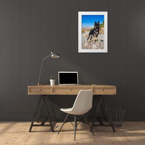 German Shepherd-Coachella Valley-California White Modern Wood Framed Art Print by Muench, Zandria