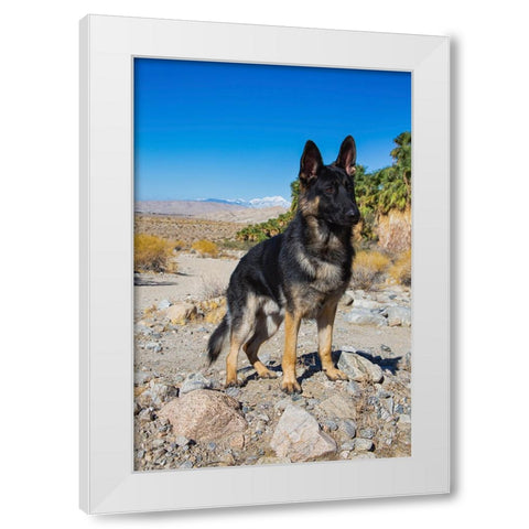 German Shepherd-Coachella Valley-California White Modern Wood Framed Art Print by Muench, Zandria
