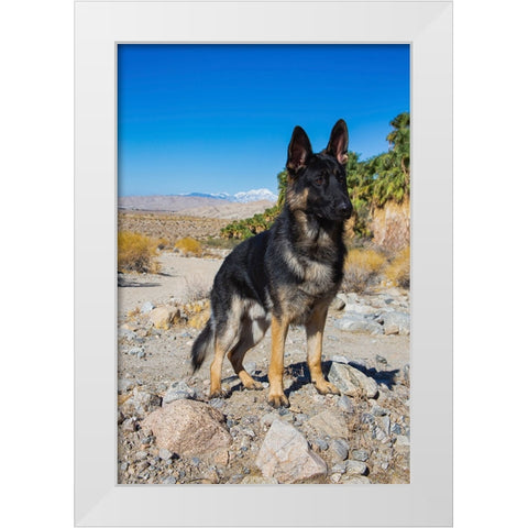 German Shepherd-Coachella Valley-California White Modern Wood Framed Art Print by Muench, Zandria