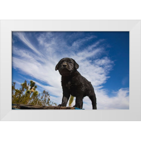 Labrador retriever puppies White Modern Wood Framed Art Print by Muench, Zandria