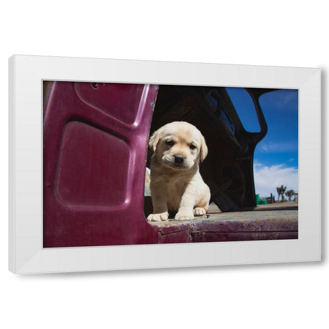 Labrador retriever puppy White Modern Wood Framed Art Print by Muench, Zandria