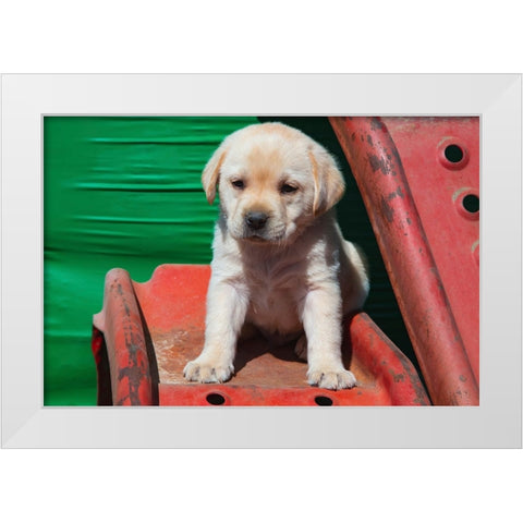 Labrador retriever puppies White Modern Wood Framed Art Print by Muench, Zandria